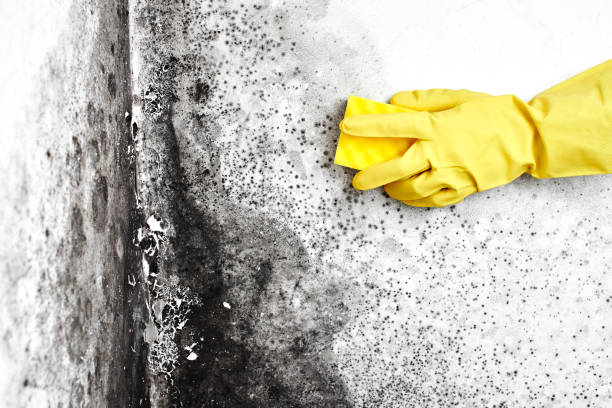 Environmental Consulting for Mold Prevention in Perryton, TX